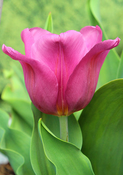 Van der Neer tulip heirloom bulbs