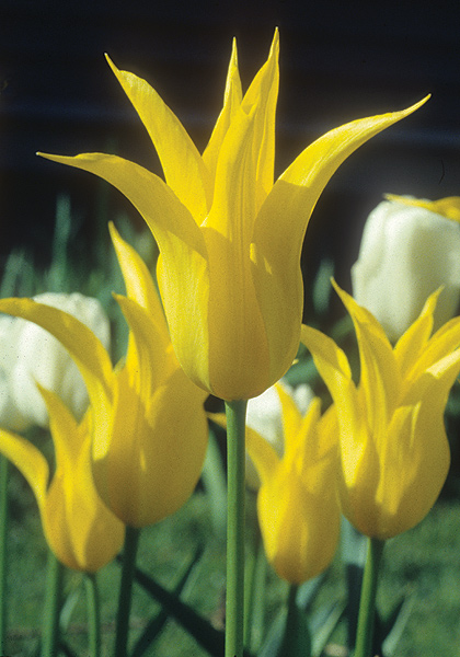 West Point tulip heirloom bulbs