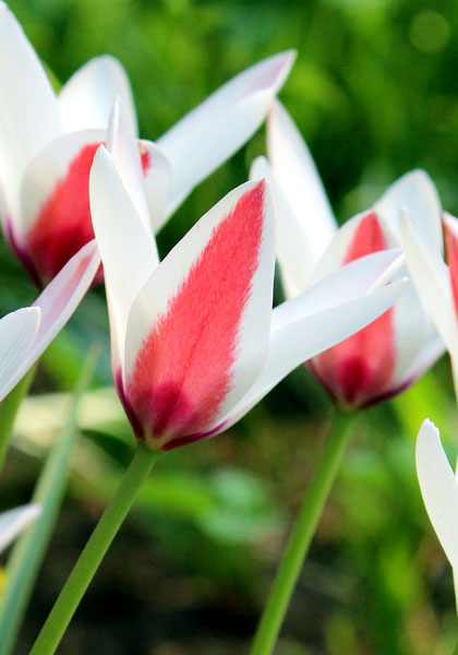 <i>clusiana</i> tulip heirloom bulbs