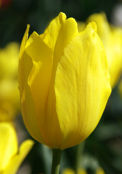 Yellow Prince tulip heirloom bulbs