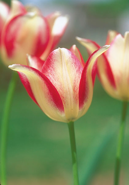 <i>marjolettii</i> tulip heirloom bulbs