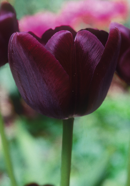 Philippe de Comines tulip heirloom bulbs
