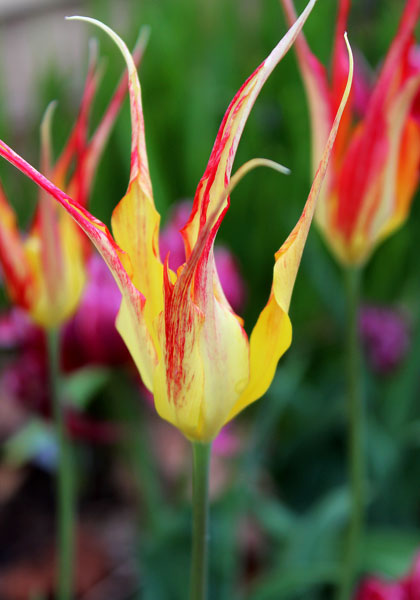 <i>acuminata</i> tulip heirloom bulbs