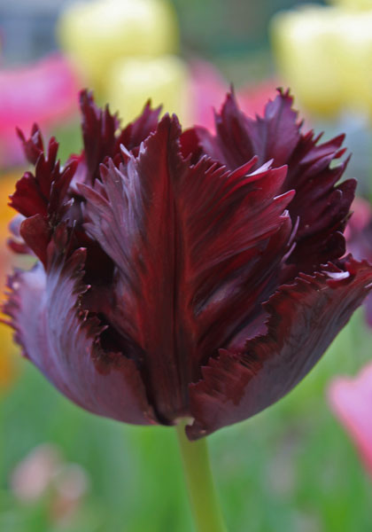 Black Parrot tulip heirloom bulbs