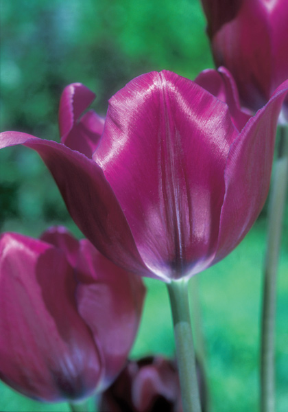 Demeter tulip heirloom bulbs