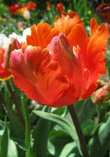 Orange Favorite tulip heirloom bulbs