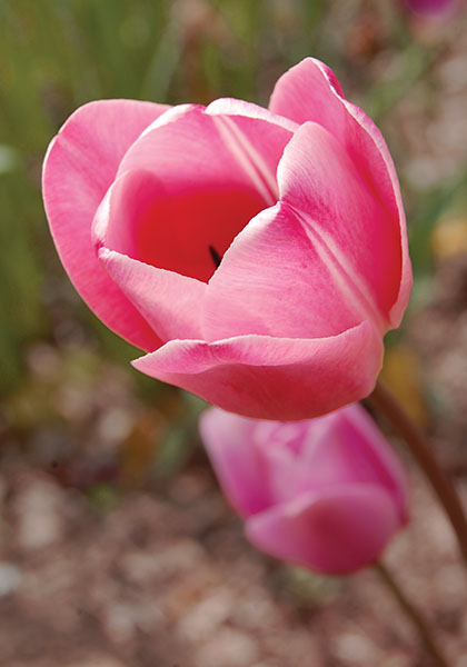 Princess Elizabeth tulip heirloom bulbs