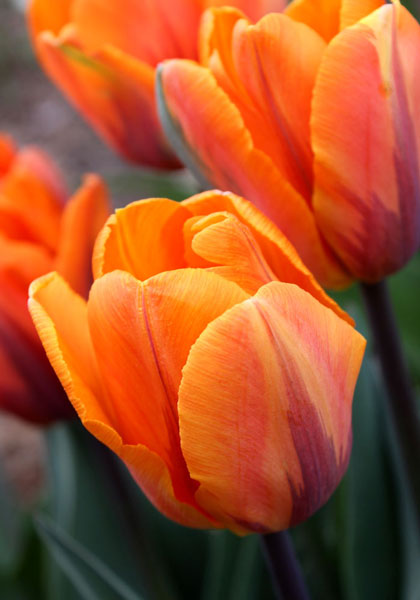 Prinses Irene tulip heirloom bulbs