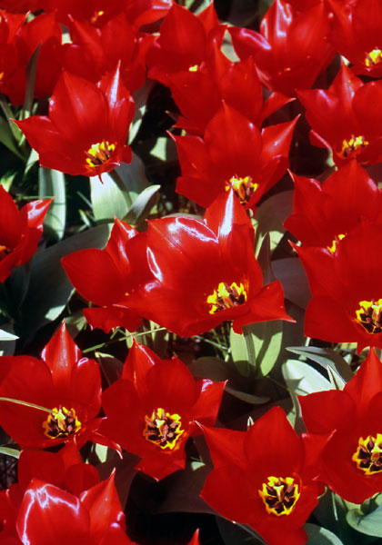 Brilliant Star tulip heirloom bulbs