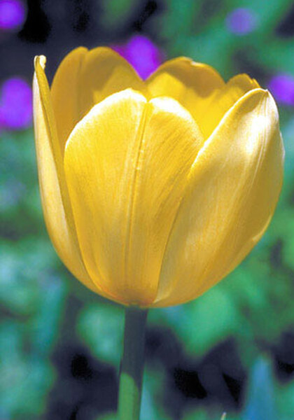 Golden Harvest tulip heirloom bulbs