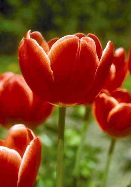 Invasion tulip heirloom bulbs