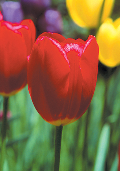 Lincolnshire tulip heirloom bulbs