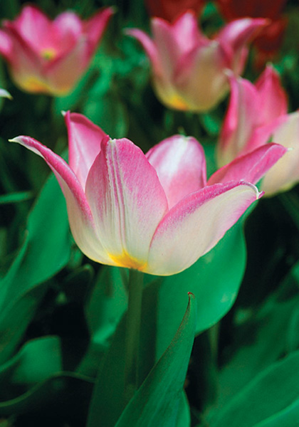 Duc van Tol Rose tulip heirloom bulbs