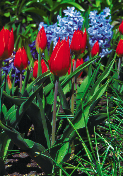 Duc van Tol Scarlet tulip heirloom bulbs
