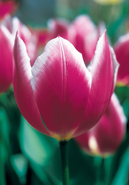Duc van Tol Violet tulip heirloom bulbs