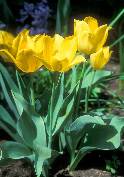 Duc van Tol Yellow tulip heirloom bulbs