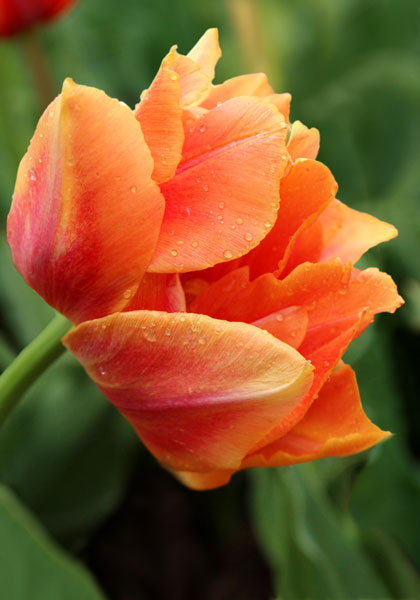 Willem van Oranje tulip heirloom bulbs