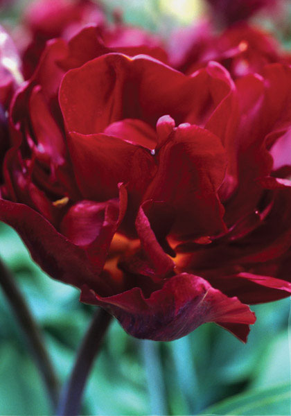 Purperkroon tulip heirloom bulbs