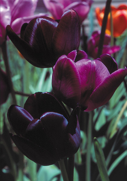 Queen of Night tulip heirloom bulbs