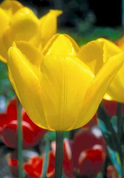 Ursa Minor tulip heirloom bulbs