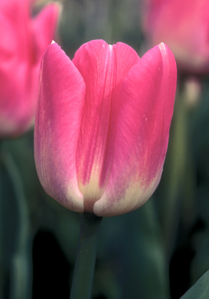 Preludium tulip heirloom bulbs
