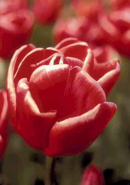 Roland tulip heirloom bulbs