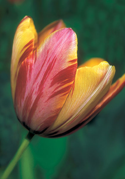 Beauty of Bath tulip heirloom bulbs