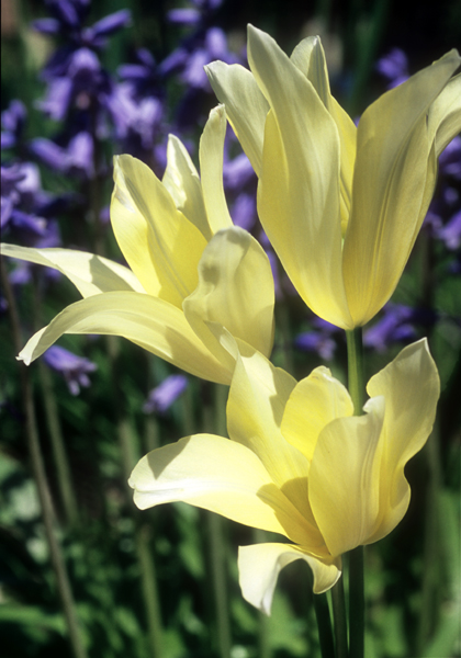 Elegans Alba tulip heirloom bulbs