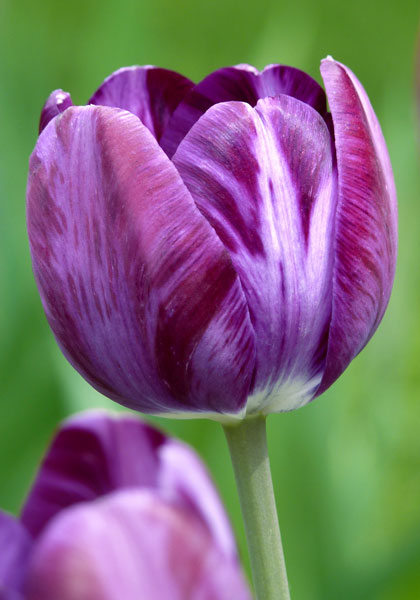 Columbine tulip heirloom bulbs