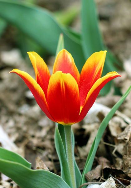 Duc van Tol Red and Yellow tulip heirloom bulbs