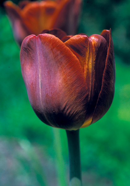 James Wild tulip heirloom bulbs