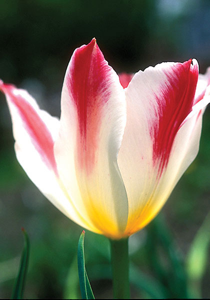 Wapen van Leiden tulip heirloom bulbs