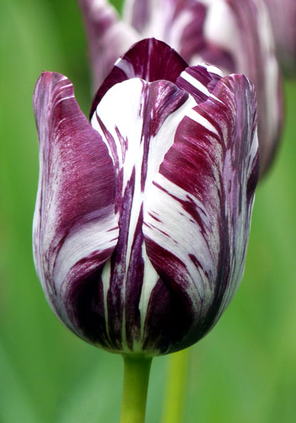Insulinde tulip heirloom bulbs