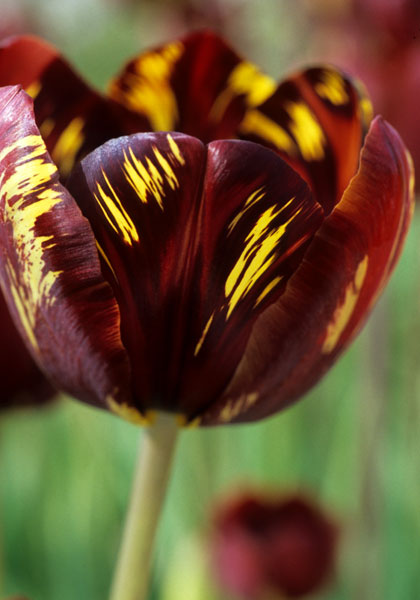 Absalon tulip heirloom bulbs