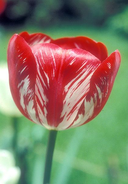 Juliet tulip heirloom bulbs