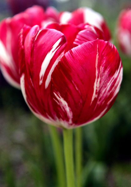 Mabel tulip heirloom bulbs
