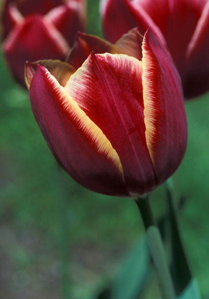 Papillon tulip heirloom bulbs
