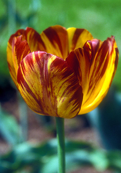 Sam Barlow tulip heirloom bulbs