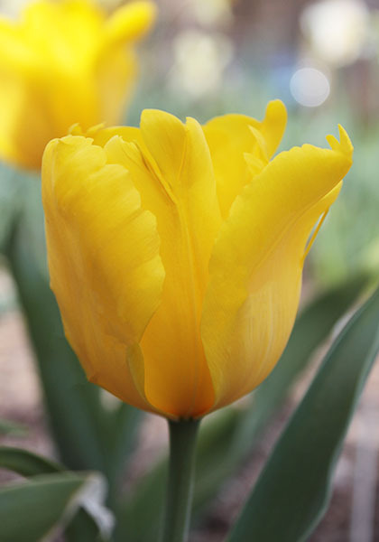 Chrysolora tulip heirloom bulbs