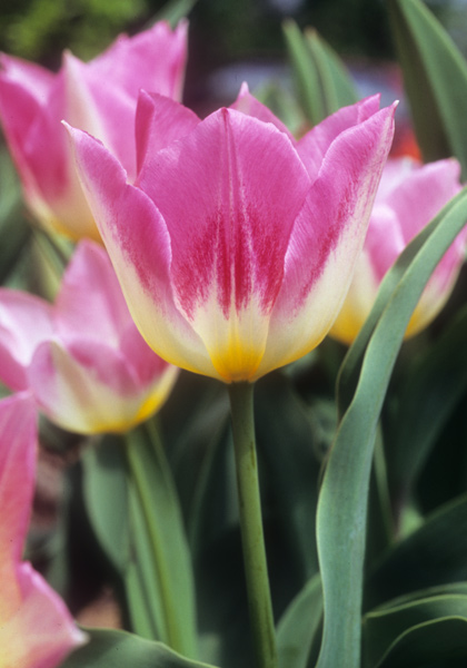 Cottage Maid tulip heirloom bulbs
