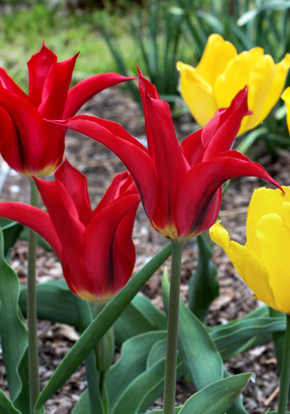 Elegans Rubra tulip heirloom bulbs