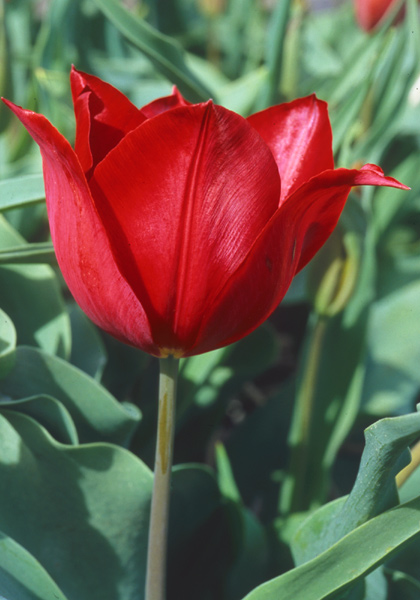 Vuurvlam tulip heirloom bulbs