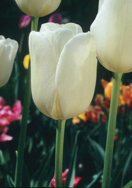 Alabaster tulip heirloom bulbs
