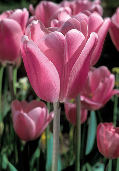 Aristocrat tulip heirloom bulbs
