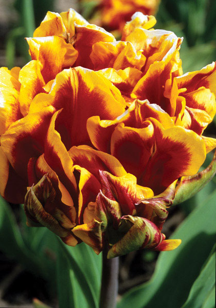 Gloria Solis tulip heirloom bulbs