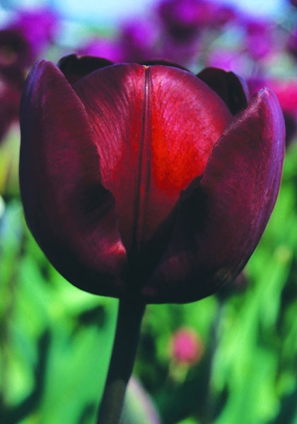 General Ney tulip heirloom bulbs