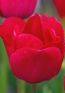 Princess Juliana tulip heirloom bulbs