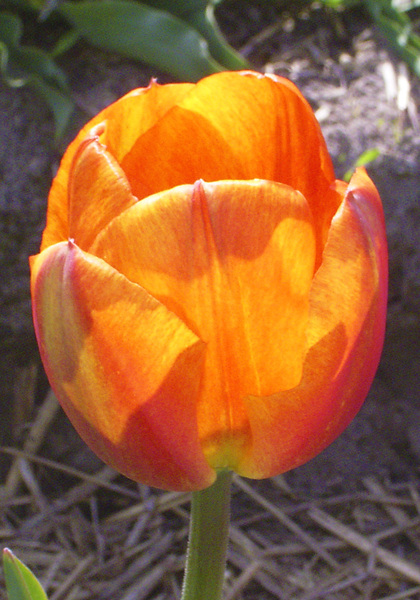 TULIPS