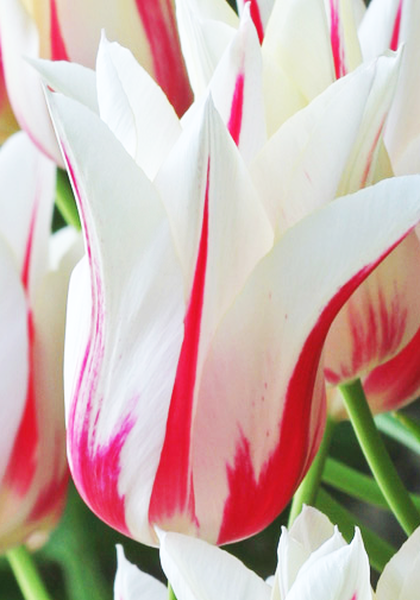 Marilyn tulip heirloom bulbs #2