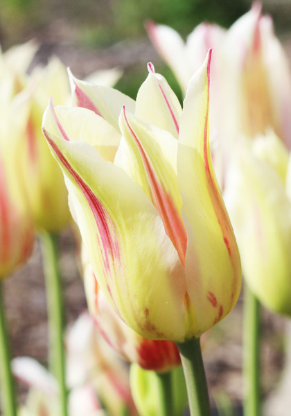 Marilyn tulip heirloom bulbs #3